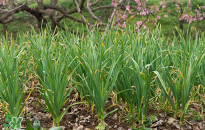 蒜苗爛根發(fā)黃怎么辦？蒜苗容易爛怎么辦？