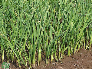 蒜苗爛根發(fā)黃怎么辦？蒜苗容易爛怎么辦？