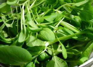 雞毛菜是什么菜？雞毛菜是小白菜嗎