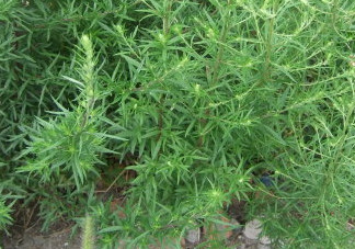 茵陳泡水喝有什么好處？茵陳泡水喝有什么功效與禁忌