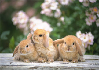 孕婦吃兔肉寶寶真的會長兔唇嗎？孕婦吃兔子肉會得兔唇嗎？