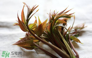 香椿怎么洗？香椿芽怎么洗干凈？