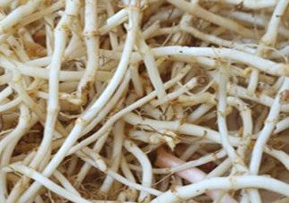 魚腥草根有什么作用？魚腥草根的功效與作用