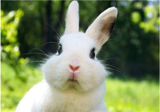 孕婦能吃兔子肉嗎？孕婦可以吃兔子肉嗎？