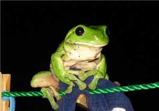 孕婦能吃青蛙嗎？孕婦可以吃青蛙嗎？