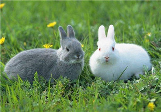 孕婦能吃兔頭嗎？孕婦能不能吃兔頭？