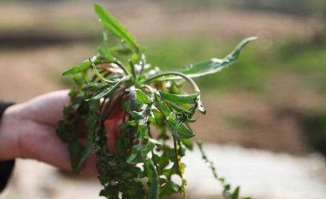 吃地菜有什么好處？地菜有什么功效