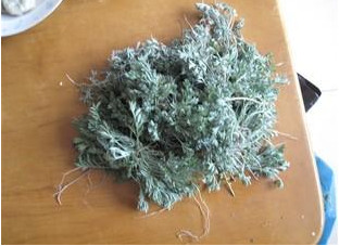 白蒿是茵陳嗎？白蒿與茵陳有什么區(qū)別