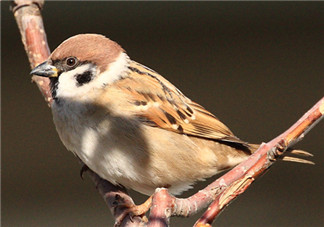 孕婦可以吃麻雀肉嗎？孕婦能吃麻雀肉嗎？