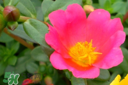 馬莧菜怎么吃？馬莧菜怎么做好吃