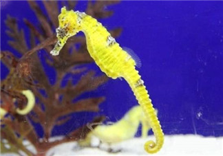 孕婦能吃海馬嗎？孕婦能不能吃海馬？