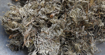 茵陳泡水喝有什么好處？茵陳泡水喝有什么功效與禁忌