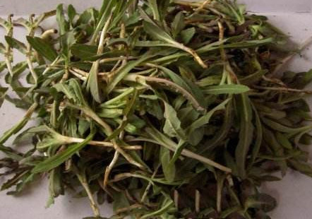 苦苦菜是什么菜？苦苦菜是苦苣嗎