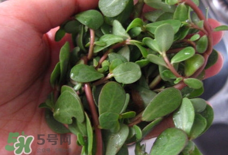 馬莧菜怎么吃？馬莧菜怎么做好吃