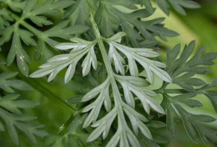 白蒿是茵陳嗎？白蒿與茵陳有什么區(qū)別