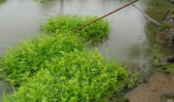 水芹菜是什么菜？水芹菜是野芹菜嗎