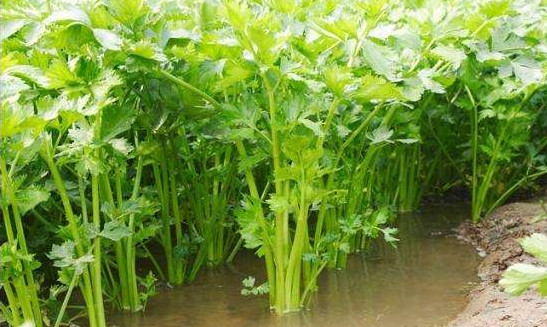 水芹菜有毒嗎？水芹菜有沒有毒