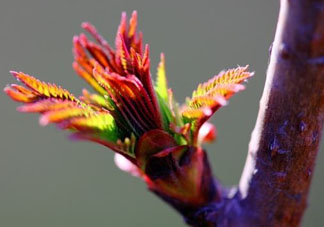 小狗能吃香椿嗎？狗狗可以吃香椿炒雞蛋嗎？