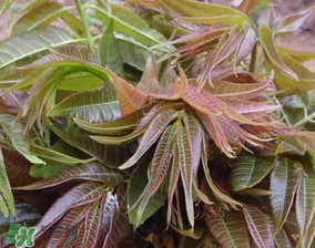 香椿和黃瓜能一起吃嗎？香椿能和黃瓜一起吃嗎？