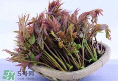 香椿芽怎么吃？新鮮香椿芽怎么吃