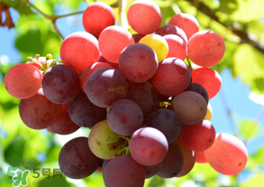 四月份有葡萄嗎？4月份的葡萄能吃嗎？