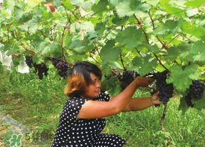 四月份有葡萄嗎？4月份的葡萄能吃嗎？