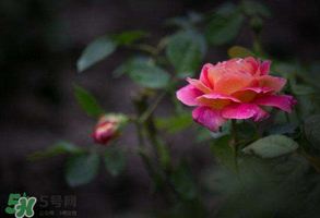 谷雨是什么季節(jié)？谷雨是春天還是夏天？