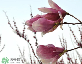 谷雨是什么季節(jié)？谷雨是春天還是夏天？