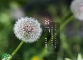 谷雨種什么菜？谷雨前后種什么蔬菜？