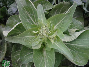 谷雨種什么菜？谷雨前后種什么蔬菜？