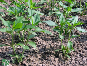谷雨種什么菜？谷雨前后種什么蔬菜？