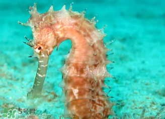 孕婦可以吃海馬煲湯嗎？海馬湯孕婦可以喝嗎？