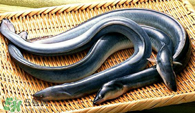 孕婦可以吃白鱔嗎？孕婦能吃白鱔嗎？