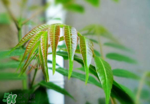 香椿紅的好還是綠的好？香椿紅色好還是綠色好？