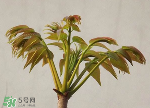 香椿紅的好還是綠的好？香椿紅色好還是綠色好？