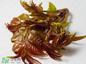 香椿有幾種？香椿哪種好？