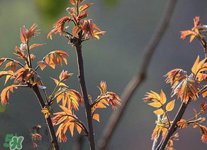 香椿有幾種？香椿哪種好？