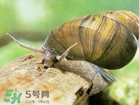 田螺可以凈化水質(zhì)嗎？田螺能凈化水質(zhì)嗎？