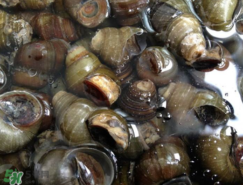 田螺可以凈化水質(zhì)嗎？田螺能凈化水質(zhì)嗎？