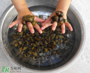 田螺可以冷凍嗎？田螺能冷凍嗎？