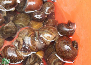 田螺可以冷凍嗎？田螺能冷凍嗎？