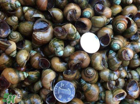 田螺死了能吃嗎？田螺剛死能吃嗎？