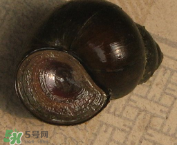 田螺死了能吃嗎？田螺剛死能吃嗎？