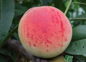 五月份有桃子嗎？5月份有桃子嗎？