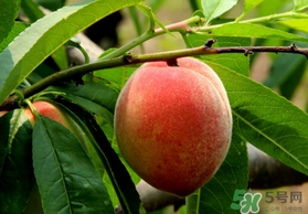 五月份有桃子嗎？5月份有桃子嗎？