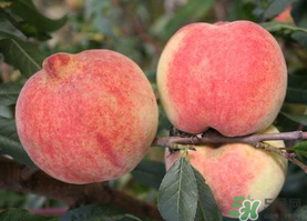 五月份有桃子嗎？5月份有桃子嗎？