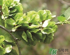 榆錢怎么吃最好吃?榆錢的吃法大全 榆錢怎么吃最好吃?榆錢的吃法大全