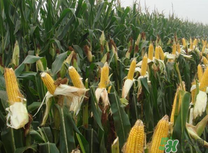 四月份的玉米能吃嗎？四月份有玉米嗎？