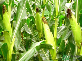 四月份的玉米能吃嗎？四月份有玉米嗎？