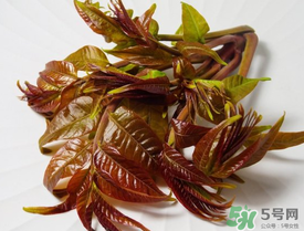 痛風(fēng)能吃香椿嗎？痛風(fēng)能吃香椿煎蛋嗎？